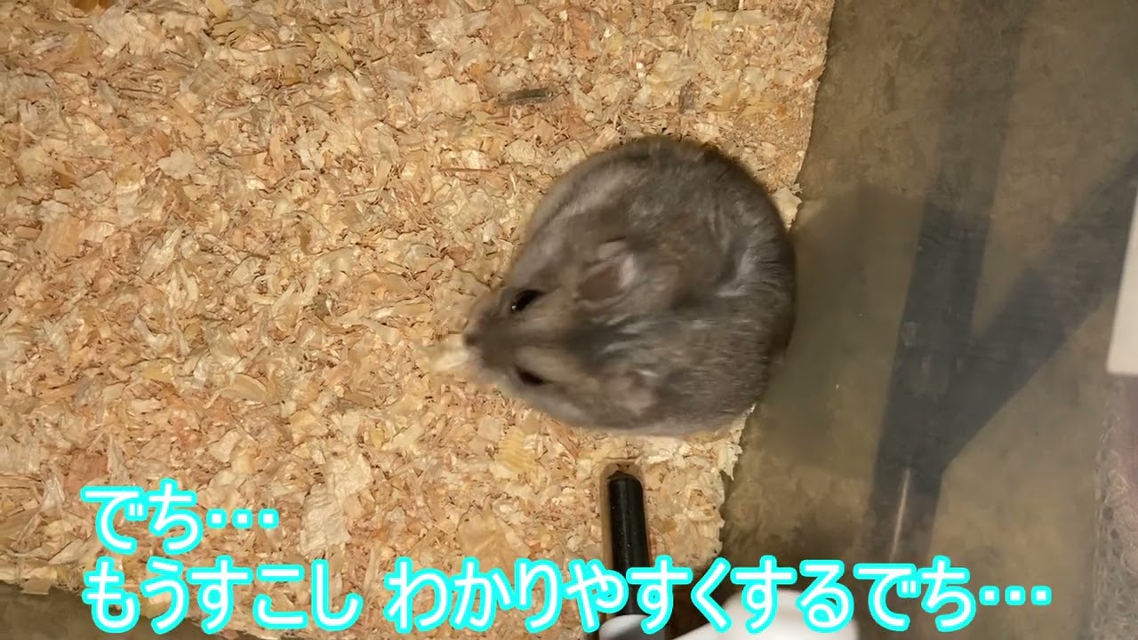 【ハムスター】お水の近くから お家に帰っていく まりんちゃん～ジャンガリアンハムスター～