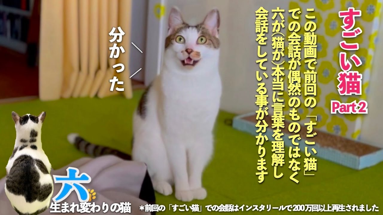 【すごい猫 Part2】おしゃべり猫の六は本当に言葉を理解して会話をしている。この動画で前回の「すごい猫」が偶然に撮れたものではないと分かってもらえるはず | [生まれ変わりの猫] 六