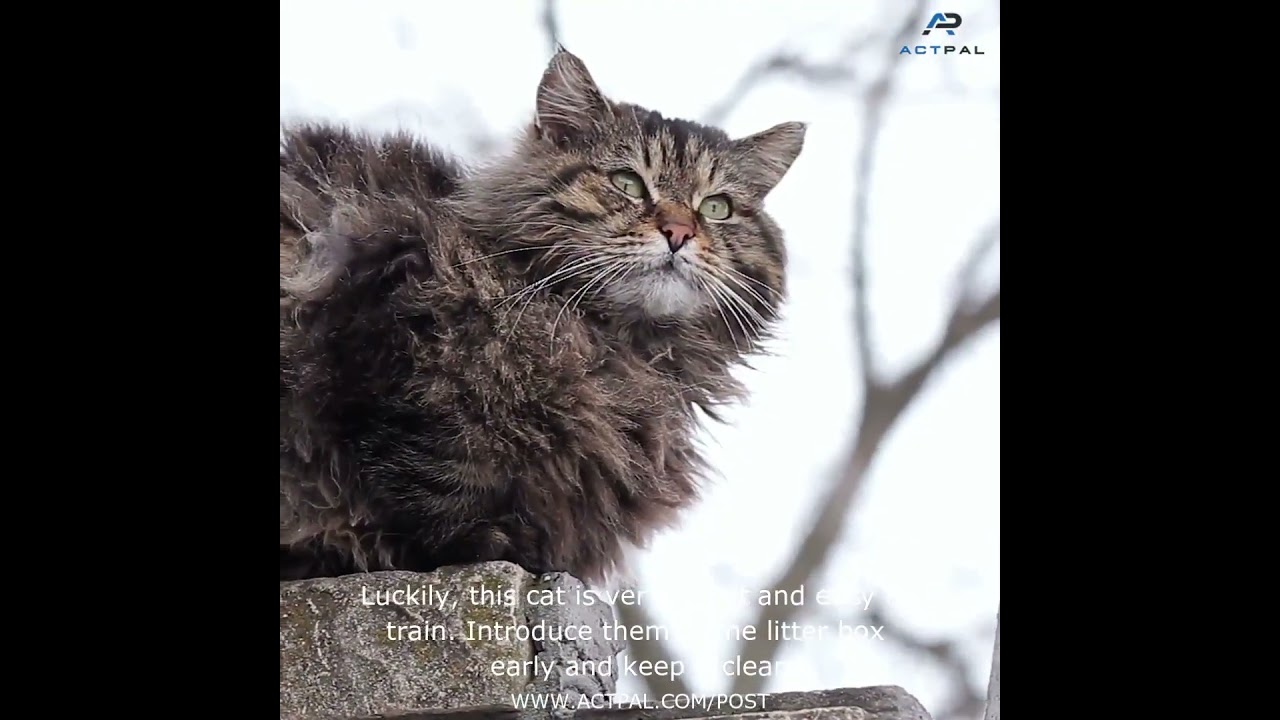 Siberian Cat Care: Nurturing Health and Happiness in Your Feline Friend #siberiancat #cat