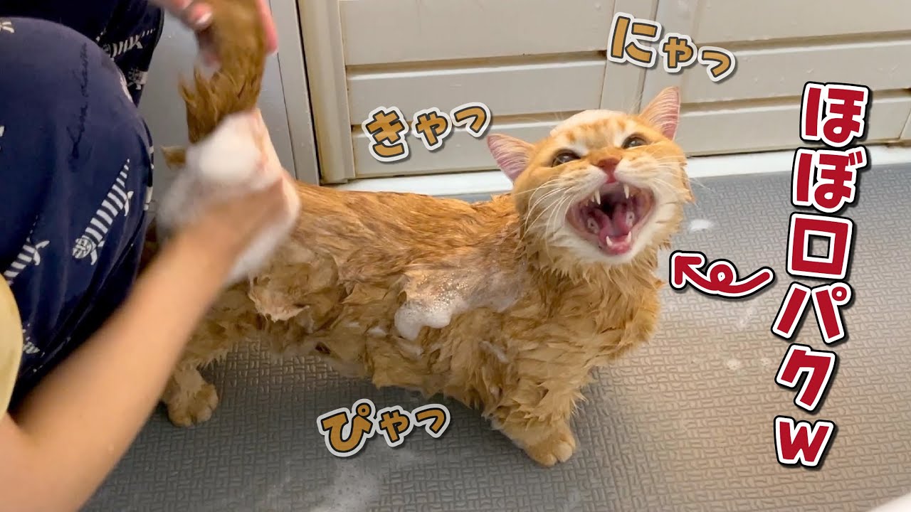 悲鳴をあげているように見えてお利口さんすぎる猫のシャンプー！
