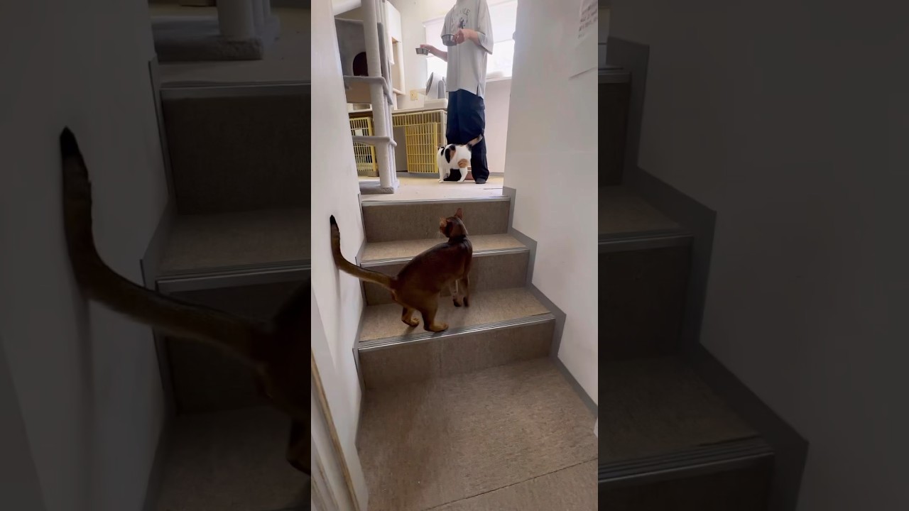 アビシニア×シンガプーラのシンドバッドちゃん、三毛猫のみけちゃん、黒猫のなな彦ちゃん【猫専用ホテル】 #cat #shorts