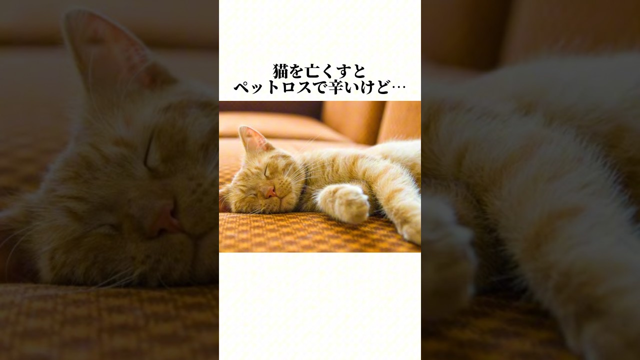 ちょっと見てww猫のキモチ可愛すぎるww猫の知って損しない秘密5選🤫