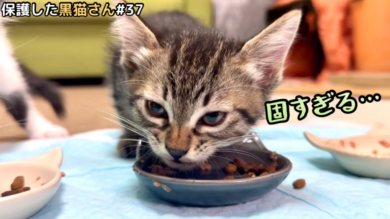 初めてカリカリを食べた子猫の反応がこちらです。