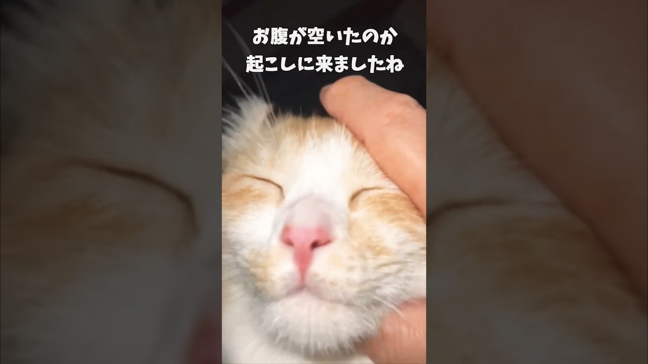 【キンカロー】ねこのゴロゴロ音～ASMR風～【マンチカール】