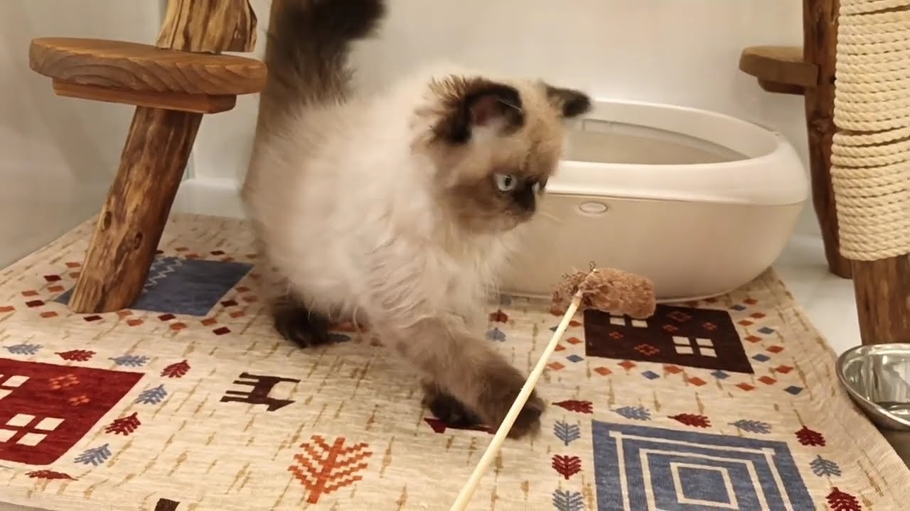 ヒマラヤン　男の子　2024/5/29生まれ