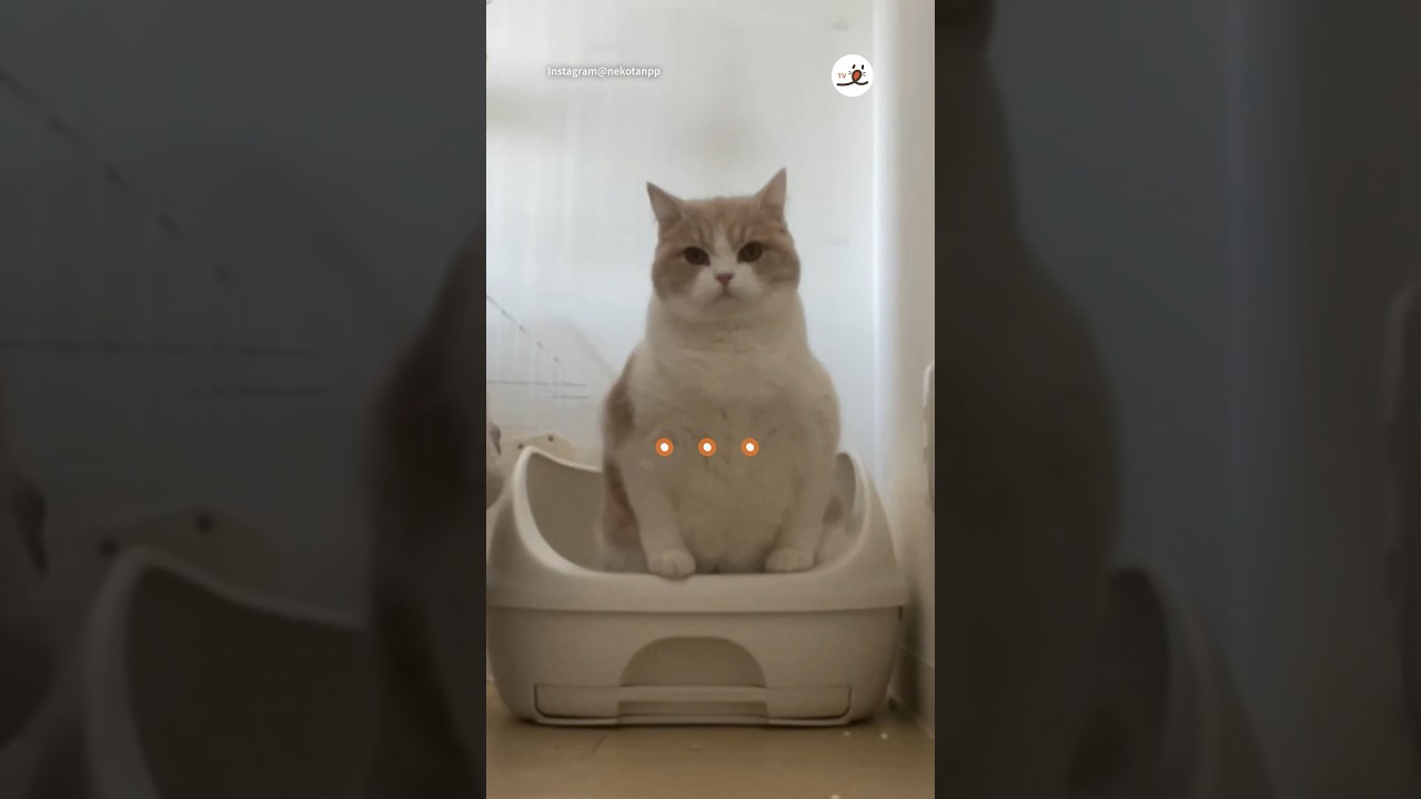 掃除が終わる寸前にまさかの…😂｜PECO #スコティッシュフォールド #猫 #愛猫家 #猫のいる暮らし #scottishfold #cat #catlover #catlife