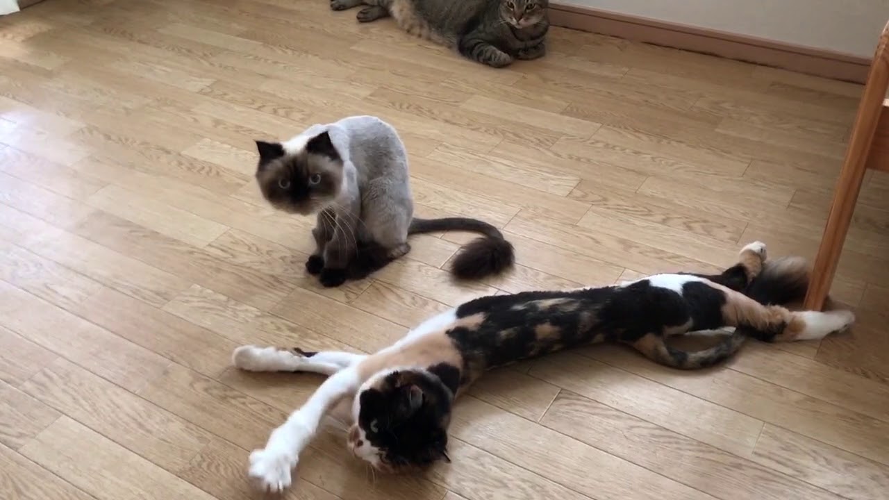 ヒマラヤンと三毛猫のサマーカット後