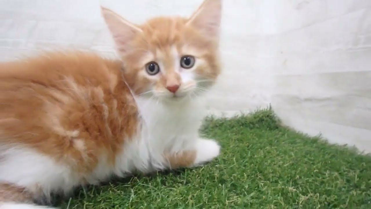 ペットショップcoo&riku No.00686696 ノルウェージャン・フォレストキャット