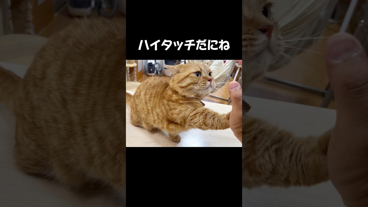 なんだっけ？ #猫 #マンチカン #shorts