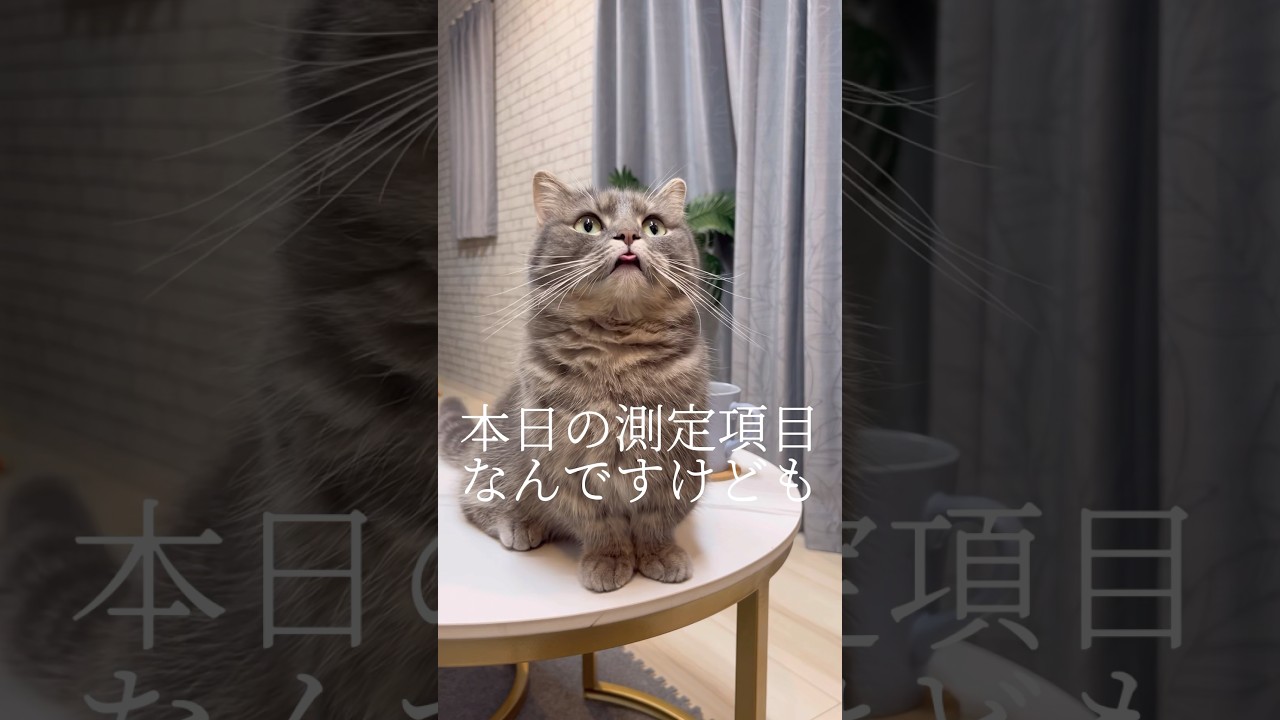 短足猫の身体測定をした結果、驚きの事実が判明しました…#shorts #猫 #マンチカン