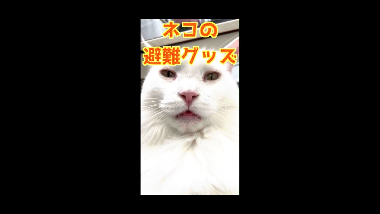 ネコの避難グッズ　#メインクーン#cat #ねこ #避難グッズ