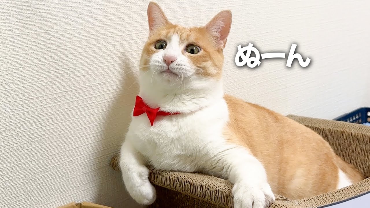 遊び方がマニアックすぎて飼い主以外と遊べなくなってしまった猫の顔がこれ