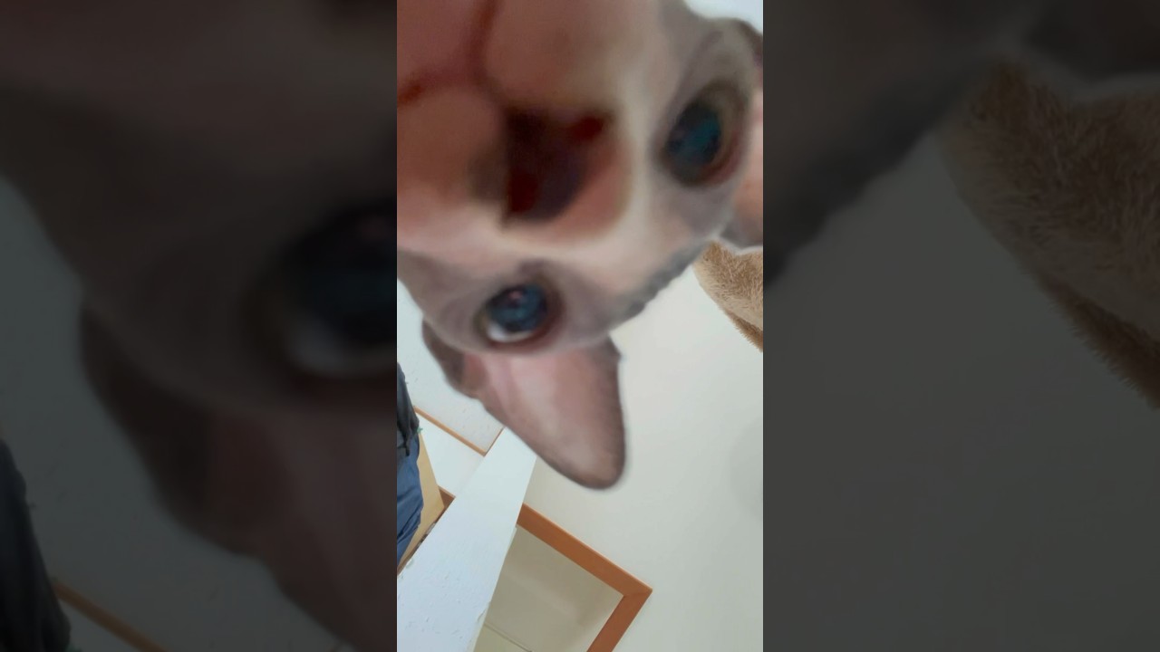 スフィンクス猫についての常識#shortst #cat #sphynx #猫