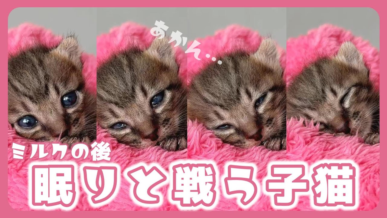 【子猫のミルク】ディープなキスかと思ったらもはや食べられてる弟子猫　眠りの瞬間はかわいすぎるでしょ【保護猫生活15日目】