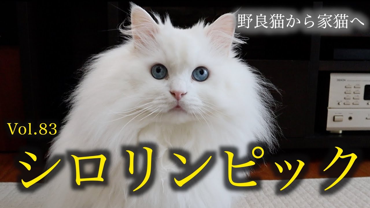 シロリンピック開幕です！！