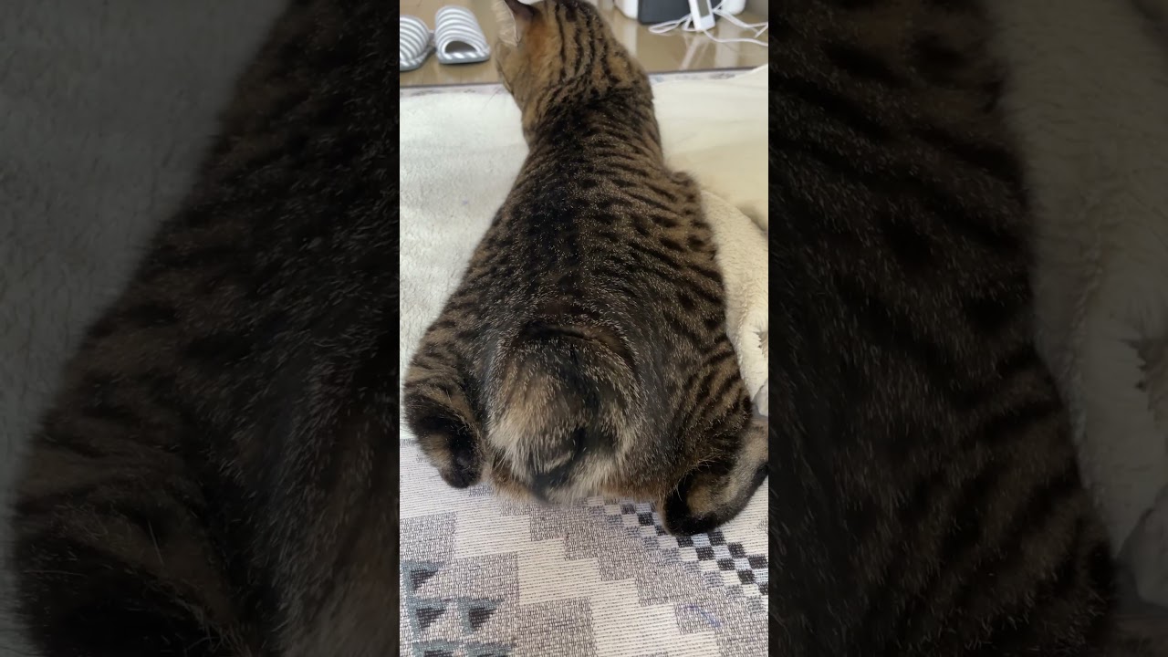 ボブテイルたぬき猫のおしり #shorts#猫