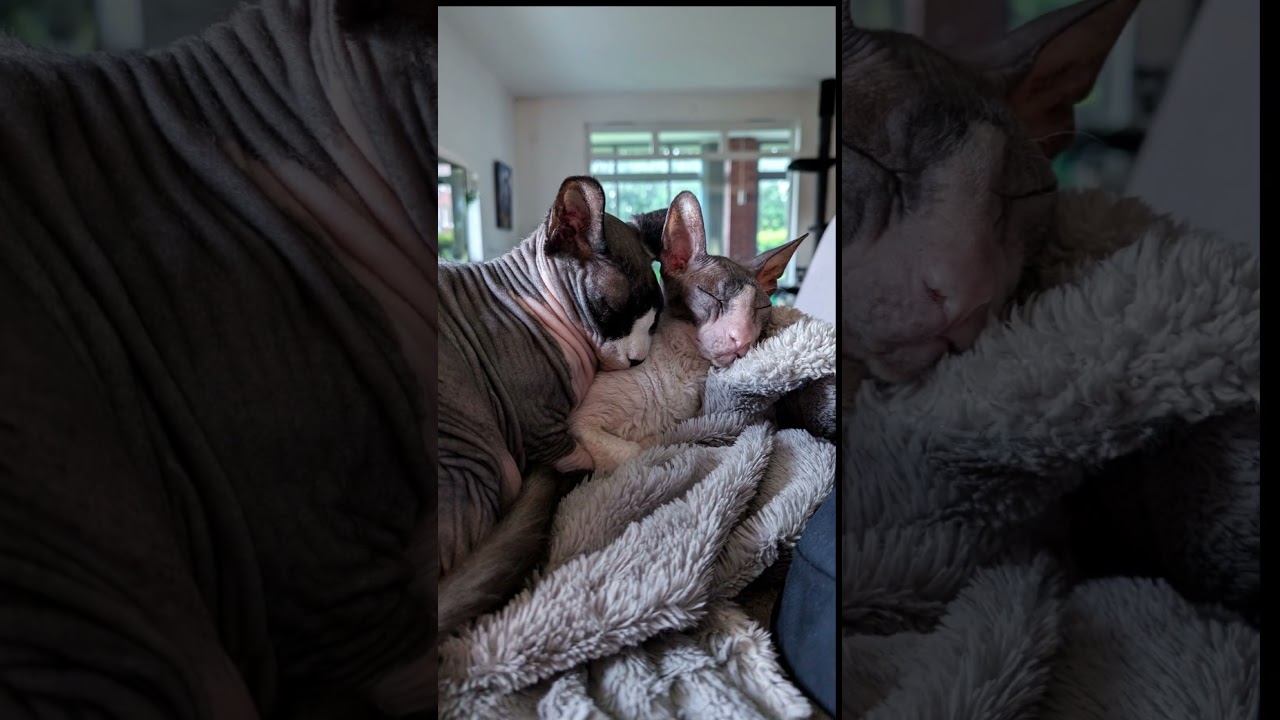 Cooper and Kira, thick as thieves. ♥️ #cats #cat #love #sphynx #cornishrex #animals #truelove