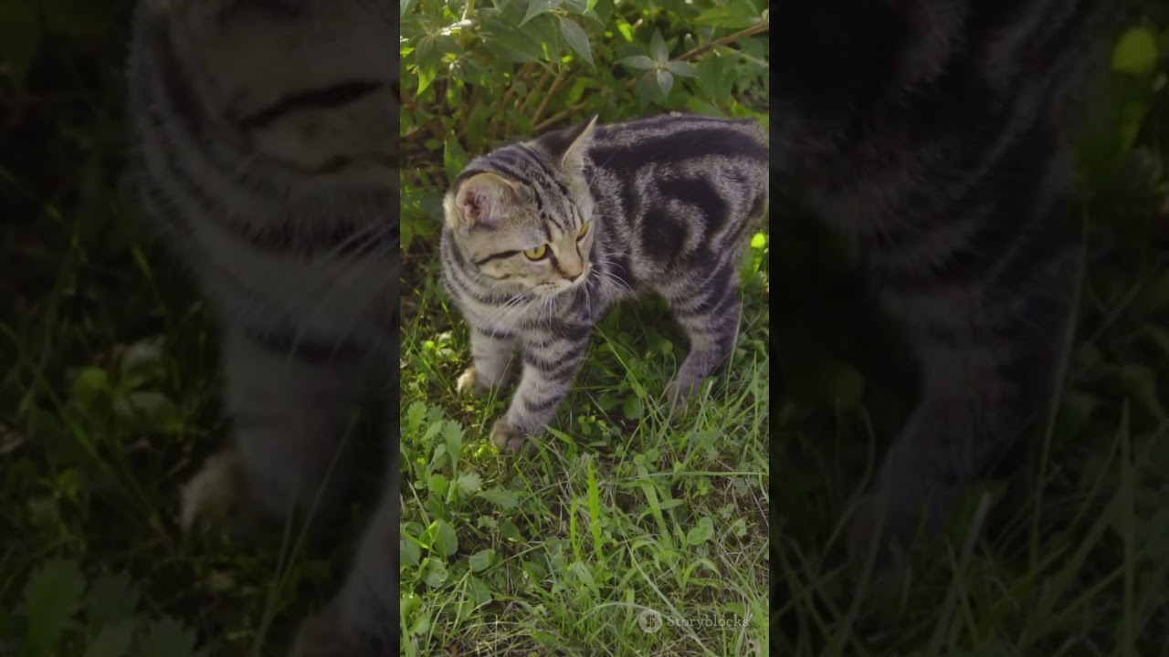Super Cute Kittens Doing Super Cute Things