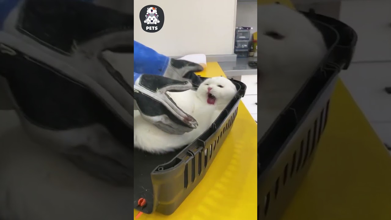 Cái nết của mấy bà mèo đẹp gái 😂 #shorts #pets