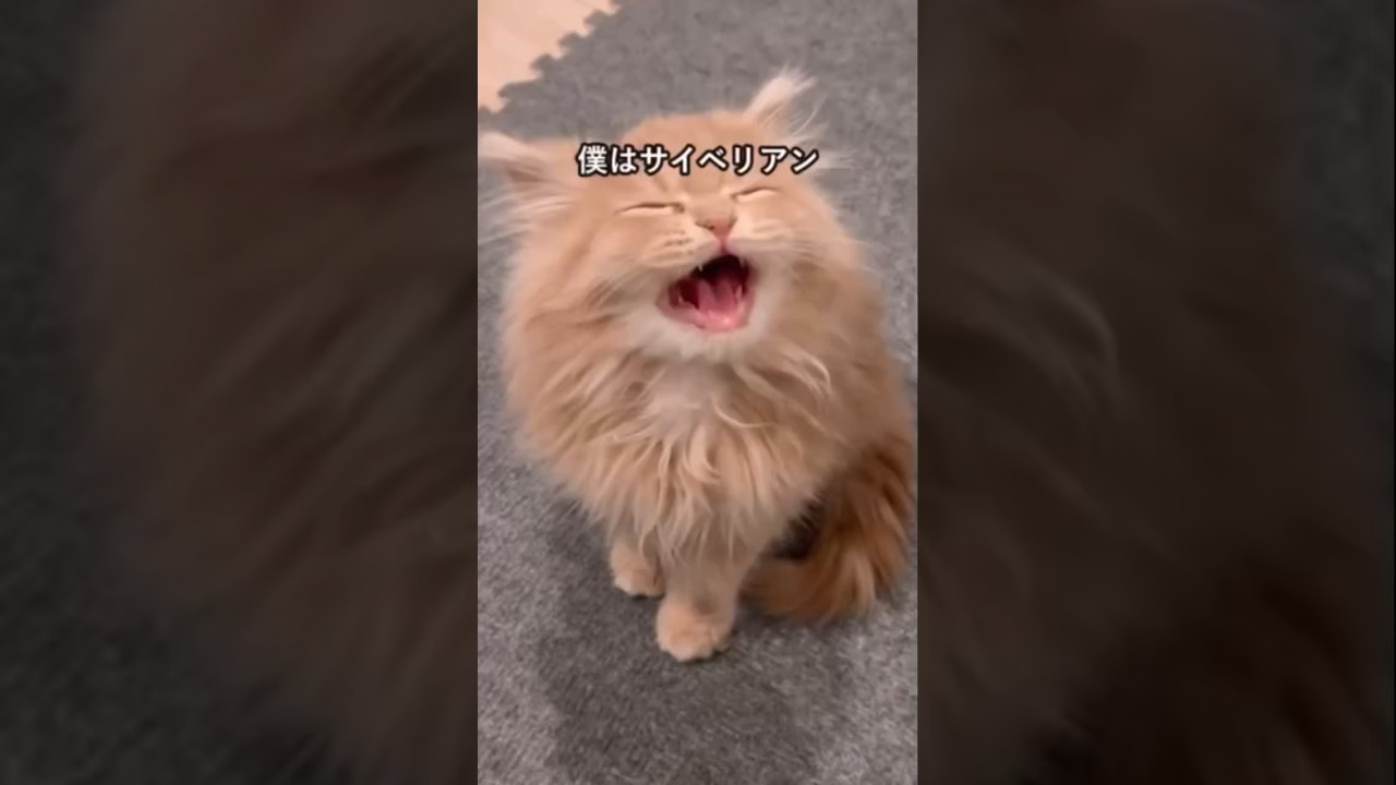 サイベリアンの可愛さがわかる1分解説