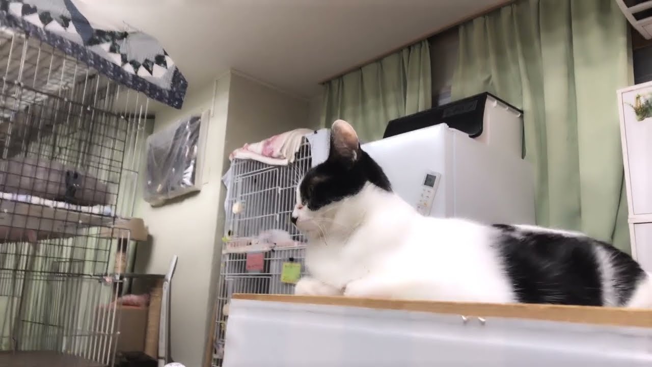シャムちゃんの事【保護猫ハウス日記】
