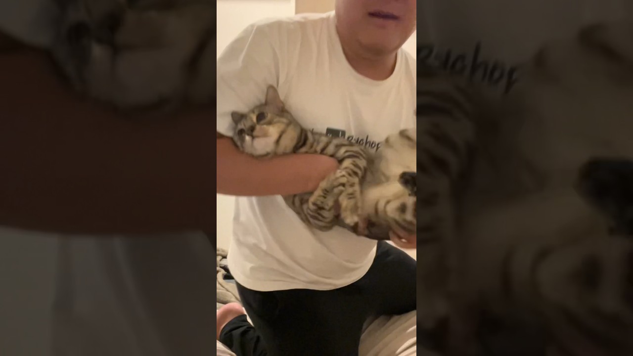 猫はどんな格好で落としても綺麗に着地するらしい　 #ルトロゼ #cat #ベンガル
