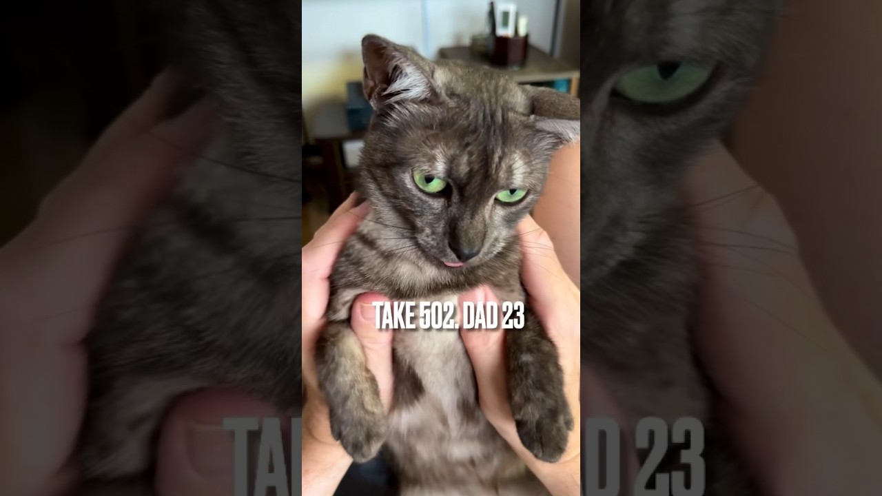 #大好きなパパ ノリノリにゃ❗️付き合うのも結構大変なのにゃ‼️#返事をする猫 #猫鳴き声 #egyptianmaucat #エジプシャンマウ #shorts