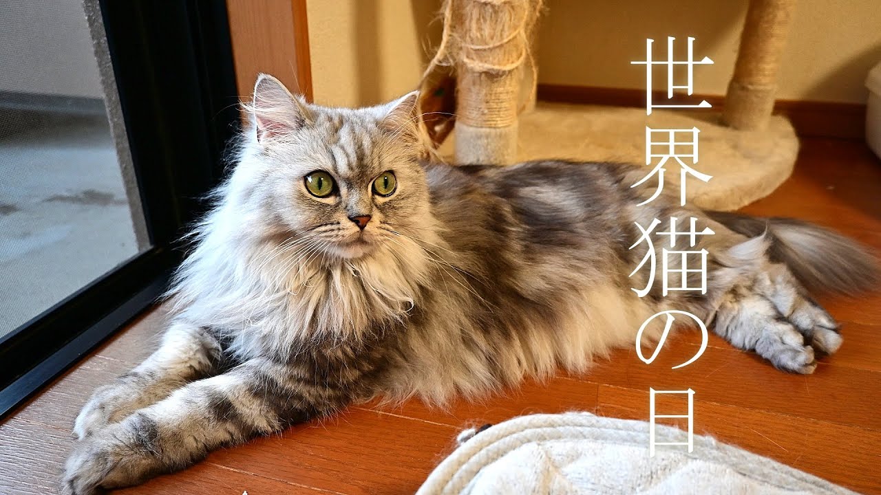 世界猫の日に狂暴化した猫【マンチカン】