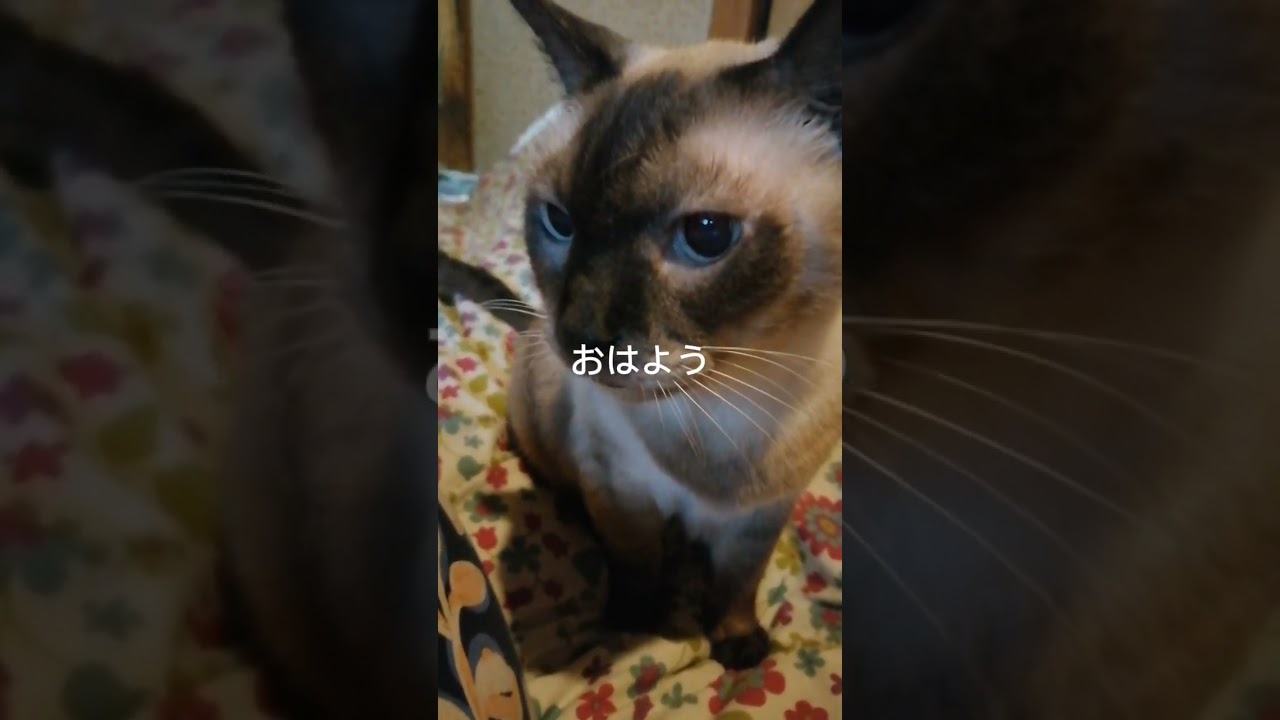 シャム猫#shorts #cat #猫#シャムミックス#おはよう