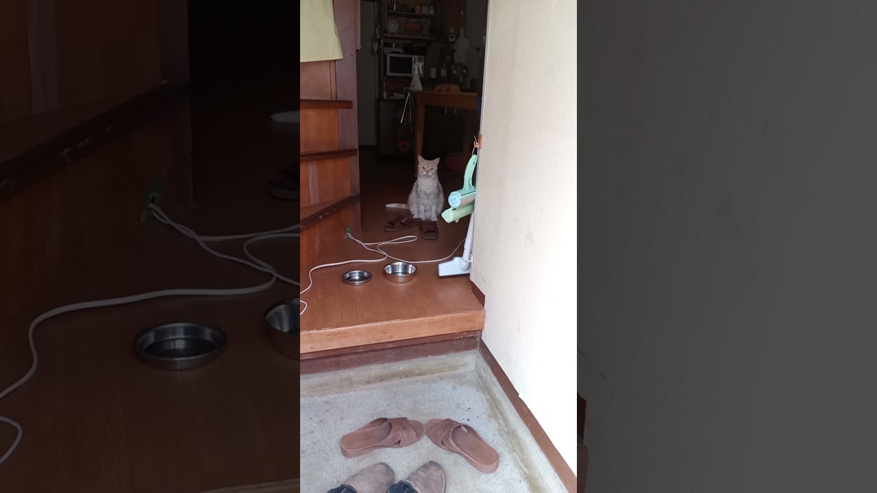帰ってきた　足音でわかるライチ　　　　 #cat #日本猫 #babyanimal