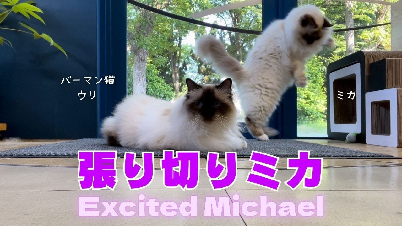 バーマン猫ウリとミカ【張り切りミカ】Excited Michael（バーマン猫）Birman/Cat