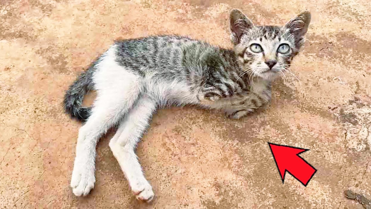 生まれつきの障害を持つ捨て猫。優しい女性との出会いで再び歩み始め、悲惨な運命に直面して生きていく
