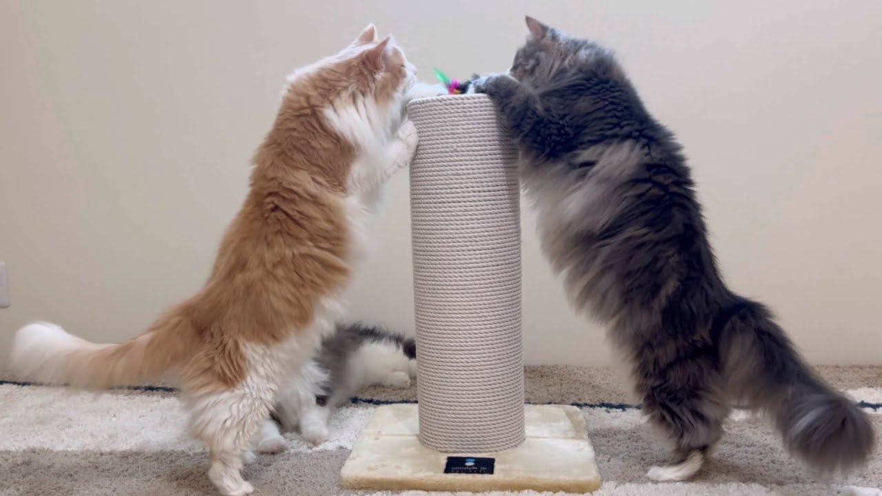 【かわいい♡】仲良く爪研ぎで遊ぶ、ノルウェージャンフォレストキャットたちwww