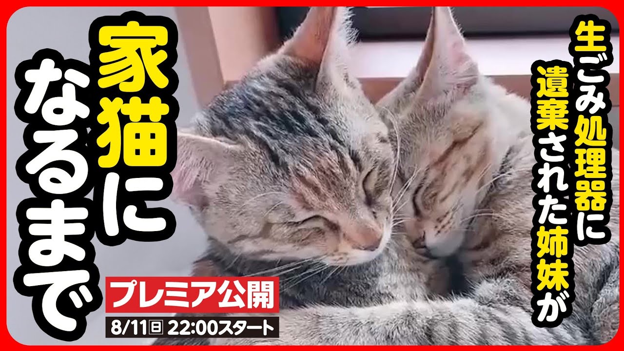 【感動】生ゴミ処理器に捨てられた姉妹の子猫...幸せな家猫になるまで【まとめ】