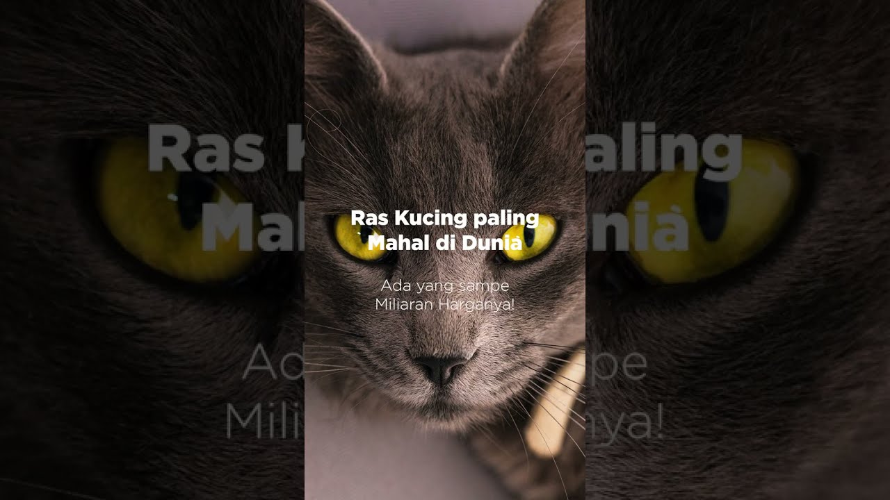 10 Jenis kucing termahal di dunia 😮