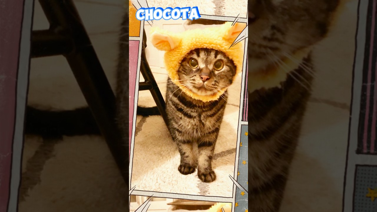 『今日はめっちゃ可愛いってママが言う』#shorts #ねこ #猫との暮らし #保護猫