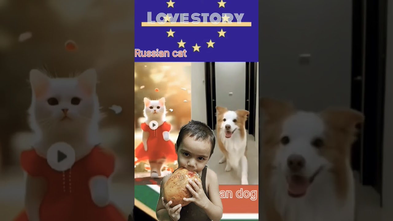 Russian cat#African dog#romantic video#love short