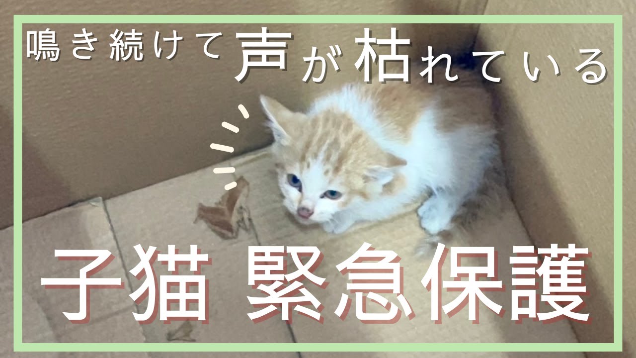 【子猫　保護】ひどい声の子猫　やっと保護することができました