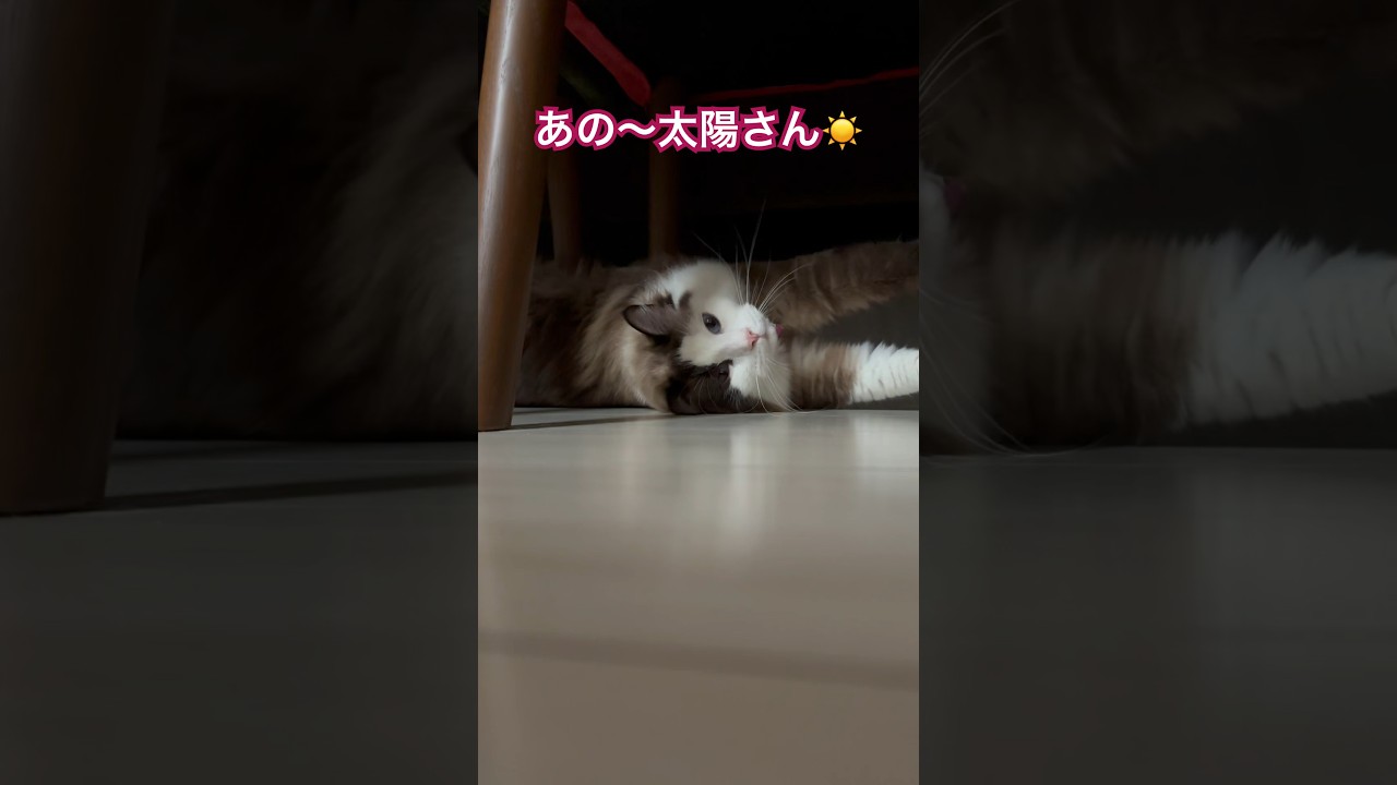 【猫動画】あの〜太陽さん☀️#shorts#cat#猫 #ラグドール