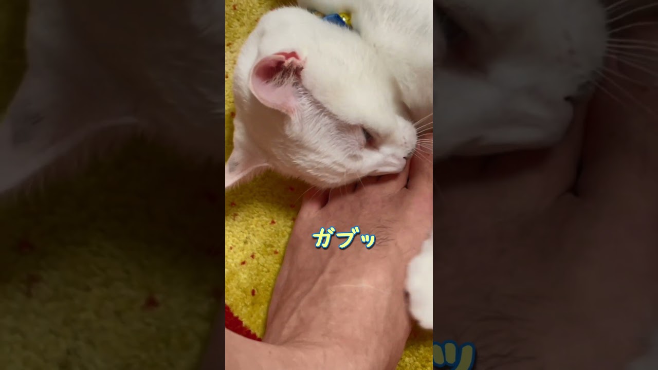 自分から足に抱きついてきたくせに！！