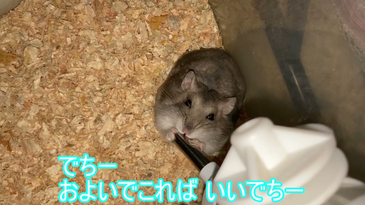 【ハムスター】お水を 飲む まりんちゃん～ジャンガリアンハムスター～