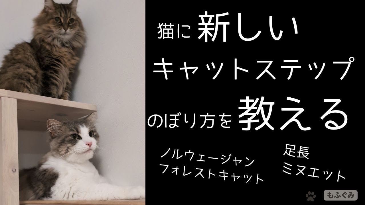 覚え方は猫それぞれ【足長ミヌエット＆ノルウェージャンフォレストキャット】