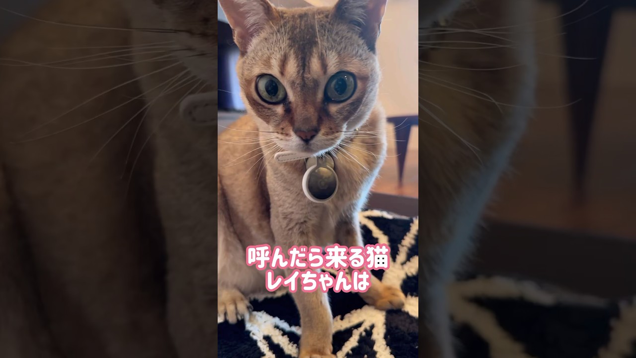 飼い主のベッドで寝るレイちゃん #シンガプーラ #cat #shorts