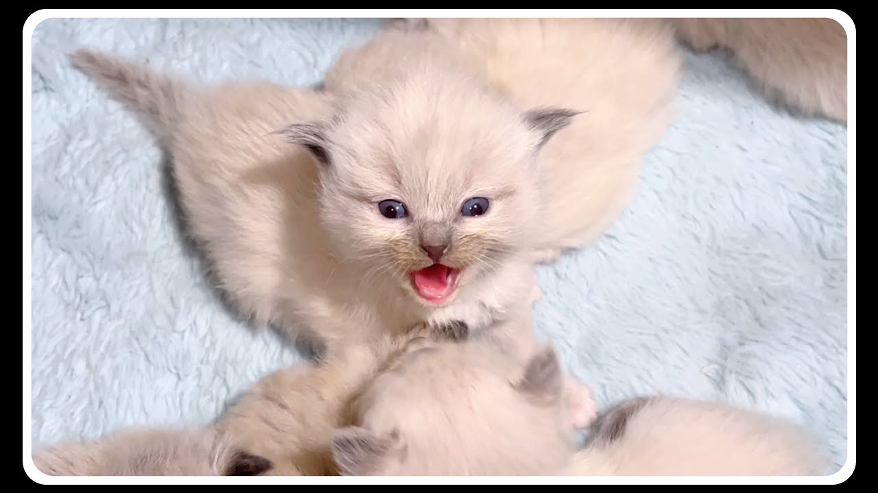 【生後22日目・悲報】かわいい子猫に威嚇されました(笑) #猫 #威嚇 s子猫 #やんのか