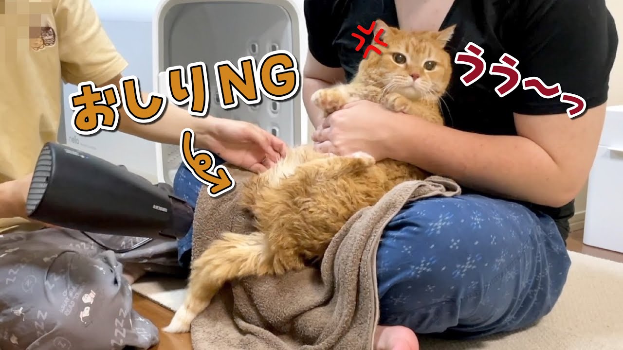 苦手なおしりにドライヤーを当てられて初めて唸りをあげる猫！