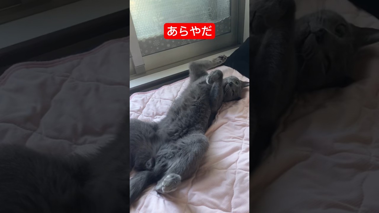 おまんたせいたしました猫#猫 #ロシアンブルー #cat #russianblue #またせたな