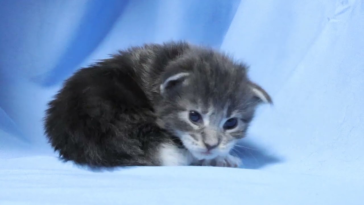 ブルーのメインクーン子猫メローラちゃん