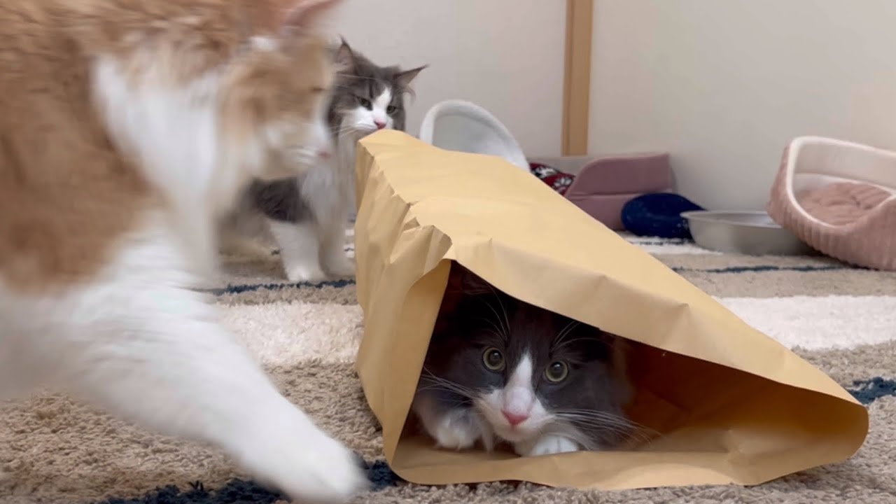 【可愛い🩷】紙トンネルで遊びましょ！！！ターキッシュアンゴラとノルウェージャンフォレストキャット♡