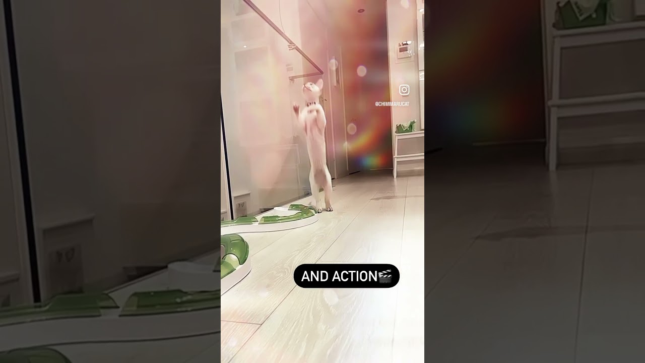 Devon Rex Cat - 🎥springing into action😼 猫のスタントマン😼🐈