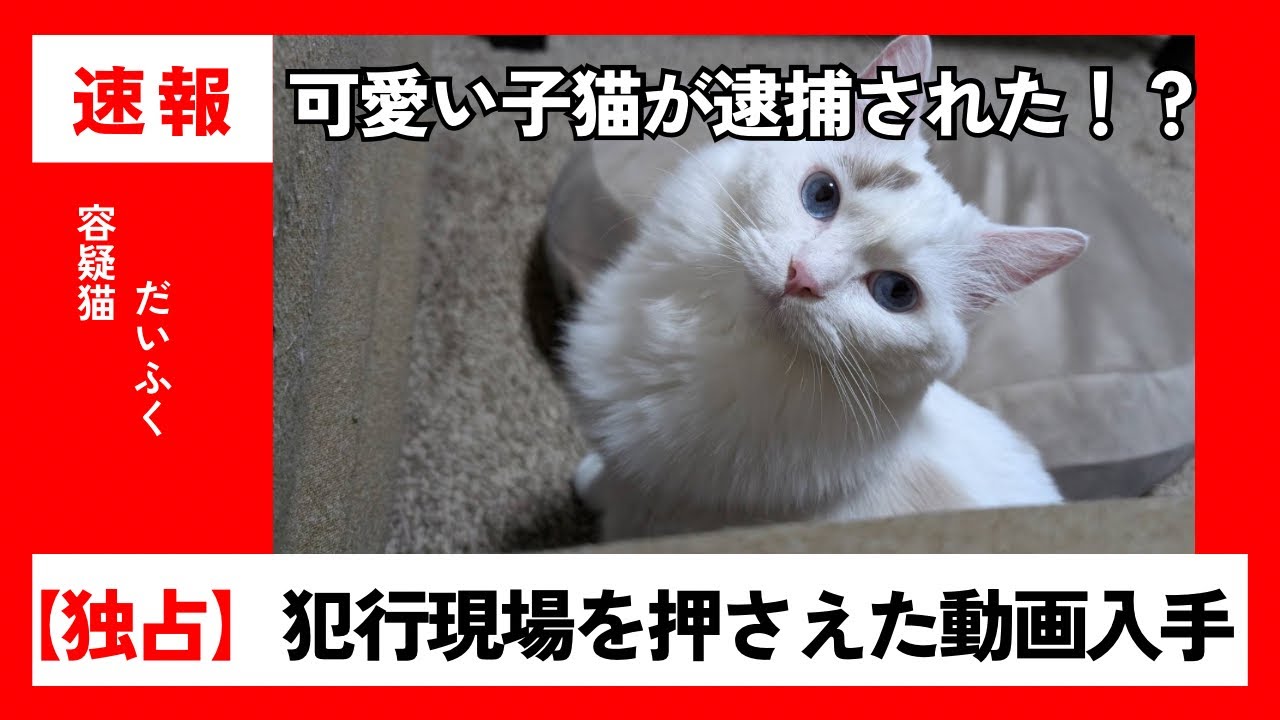 【速報】可愛い子猫が逮捕されました